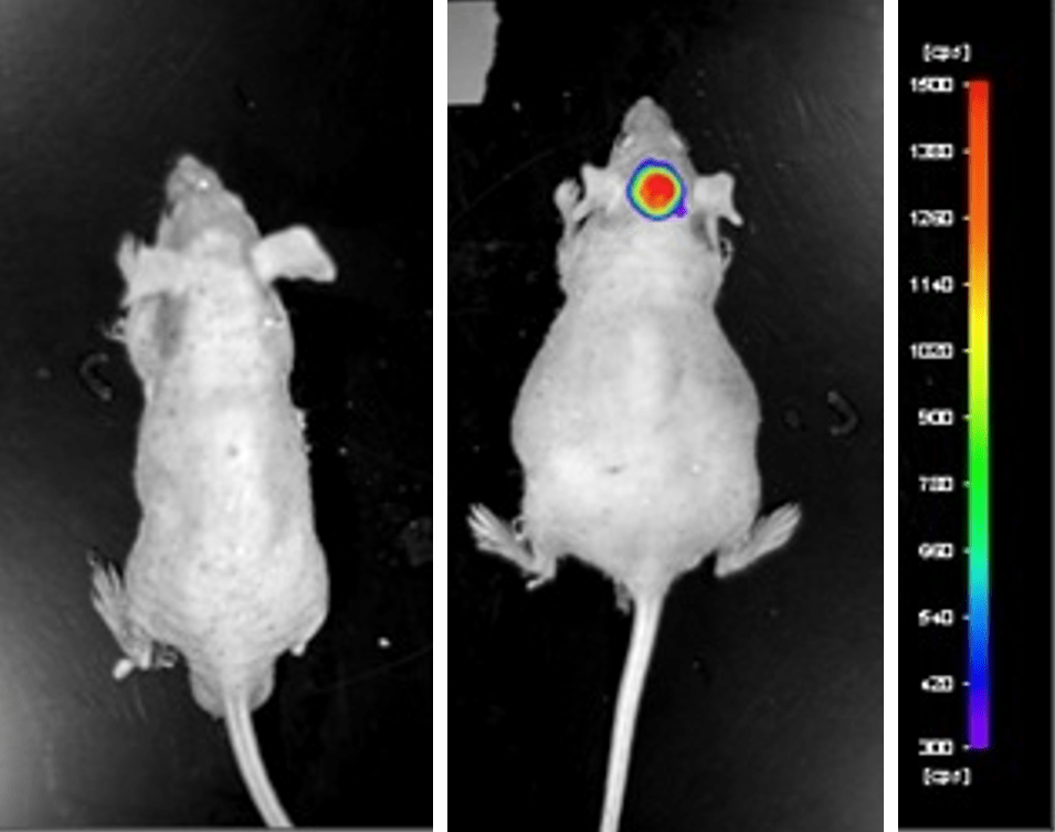 U87-Luciferase Xenograft Model | Altogen Labs