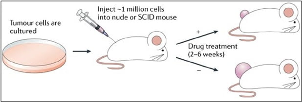 Nude mice multi-drug resistance model of orthotopic 