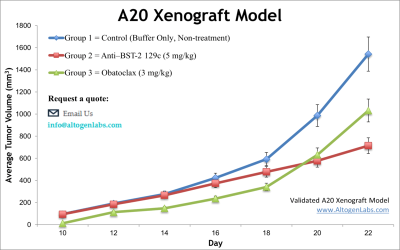 A20 Xenograft Model 