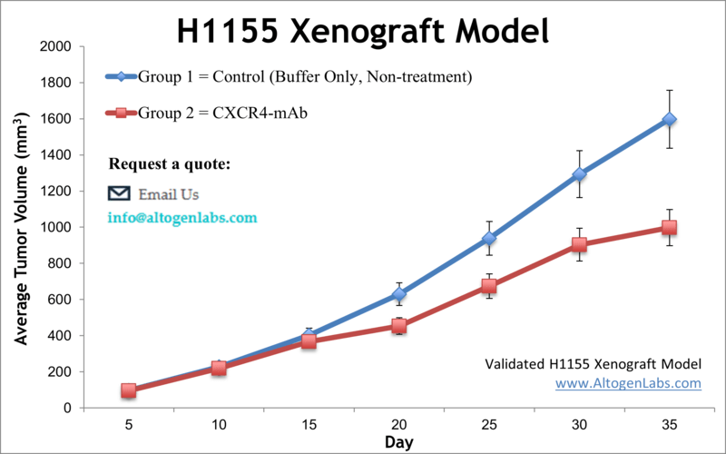 H1155 Xenograft Model