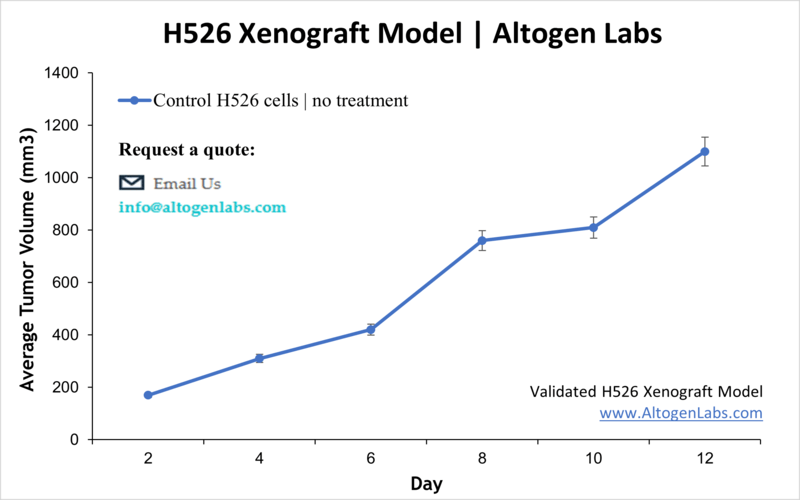 H526 Xenograft Model