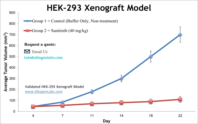 HEK293 Xenograft Model