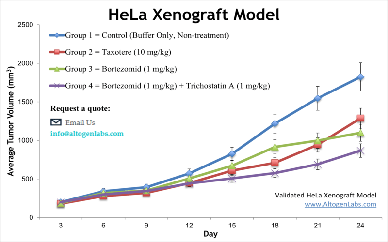 HeLa Xenograft Model