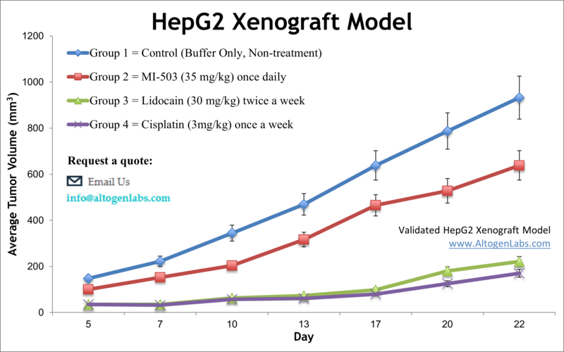 HepG2 Xenograft Model