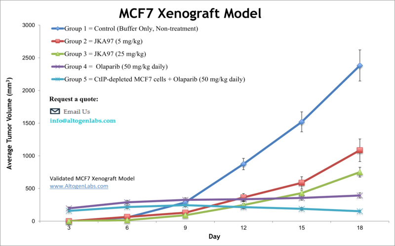 MCF7 Xenograft Model