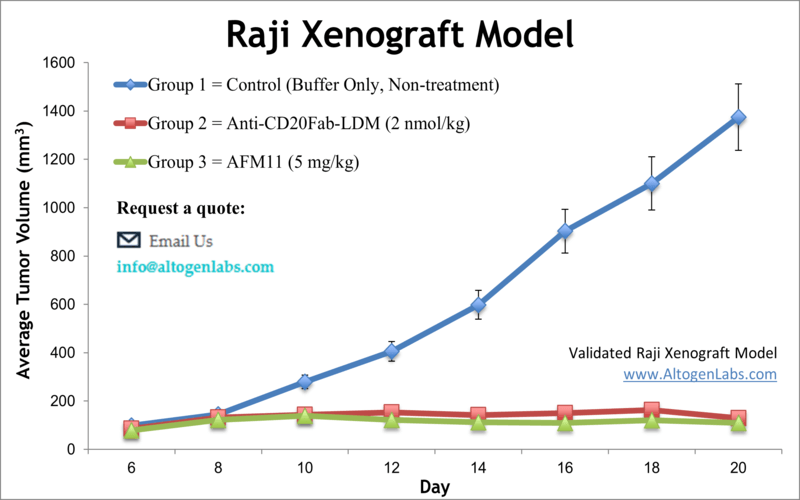Raji Xenograft Model