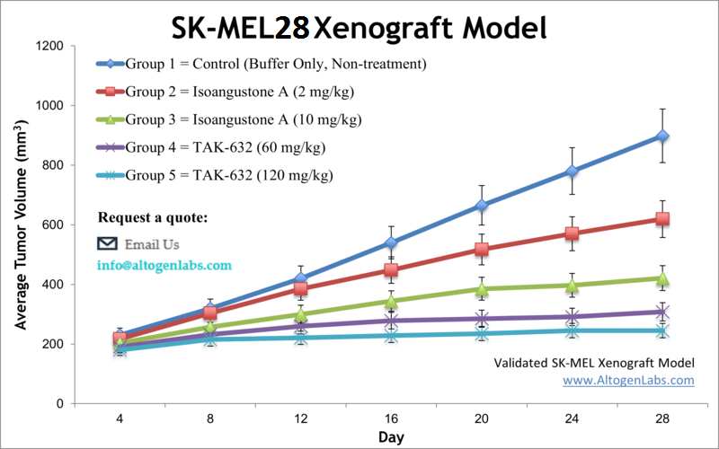 SK-MEL-28 Xenograft Model