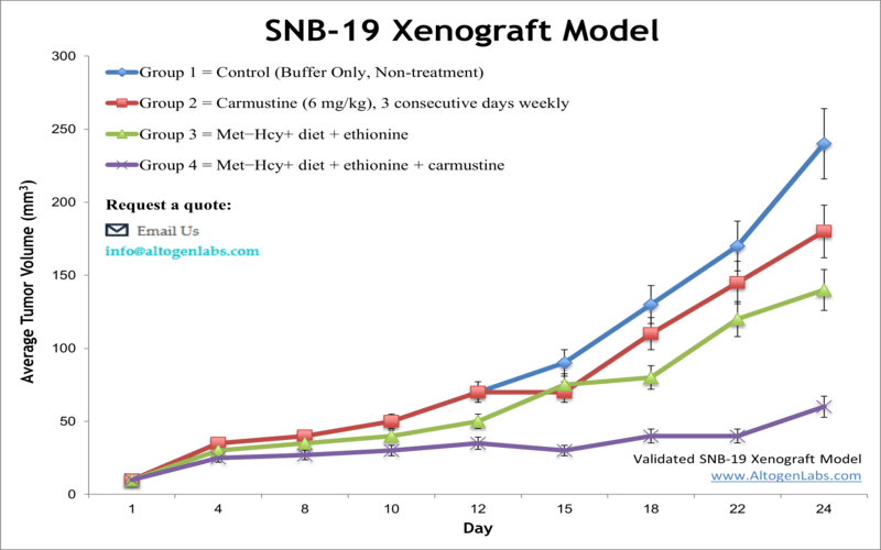SNB19 Xenograft Model