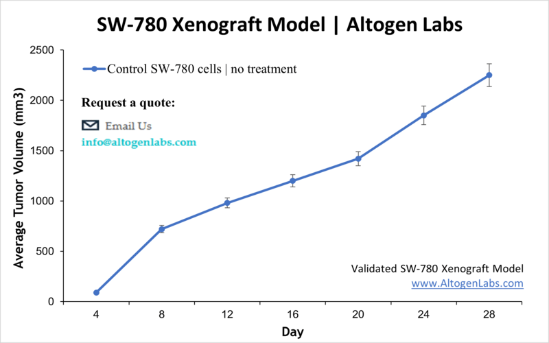 SW780 Xenograft Model