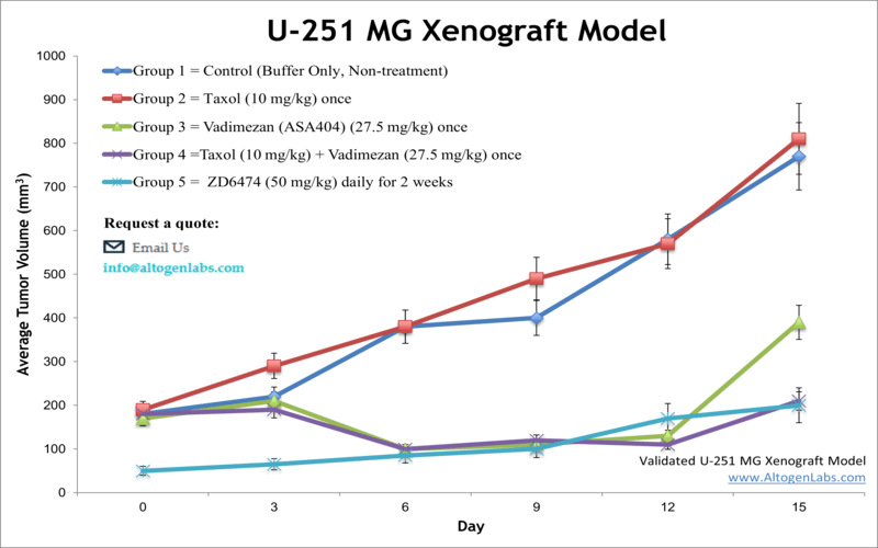 U251 Xenograft Model