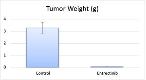 KM12 tumor weight